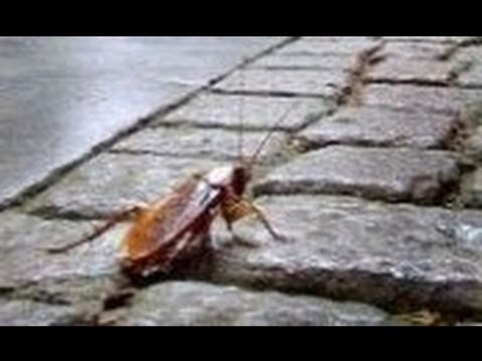 Napoli - Pericolo Blatte (live 09.07.12)