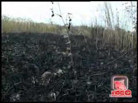 Pignataro Maggiore (CE) - In fiamme terreno confiscato alla camorra (live 03.07.12)