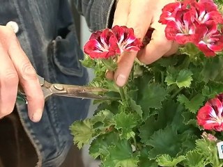 Comment bouturer un géranium ?