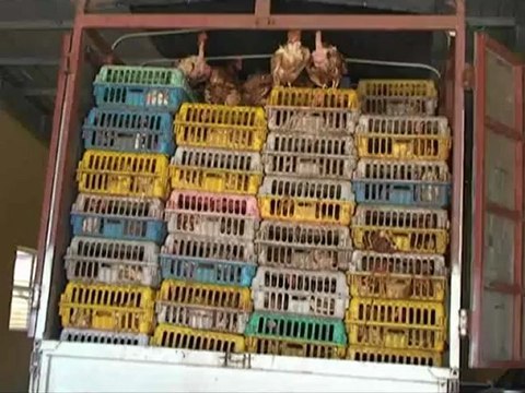 ANTÐ - Bắt giữ xe chở 4 tấn gà lậu