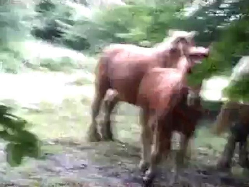 Des chevaux pour ZouZou !!!