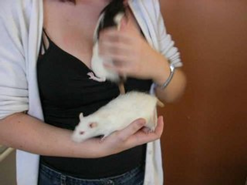 Rats à donner