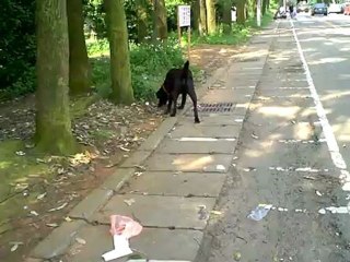Stray Dog Jumps On My Scooter