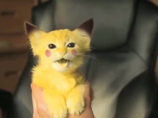 Chaton Pikachu Video Dailymotion