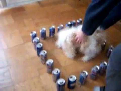 Funny Shih Tzu in the Pepsi Cans Barricade