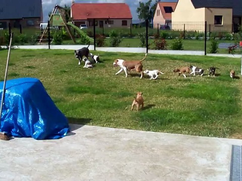 Puppies 2012 Jelly X Emera (In France)