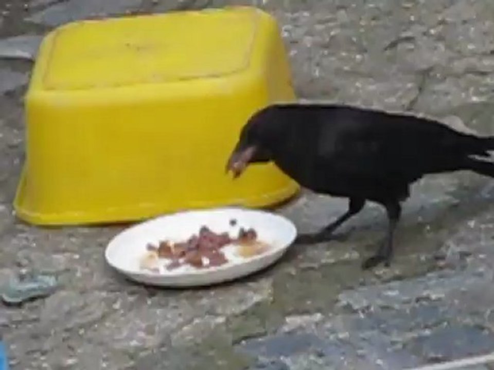 Krähe klaut Katzenfutter