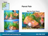 Tropical Fish Wholesale Supplier - Tropical Fish Supply