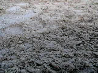 la famille Bony cueille l'ilot "Sables"