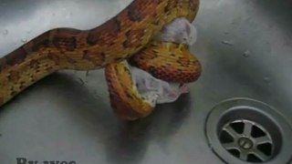 Rat snake mouse attack
