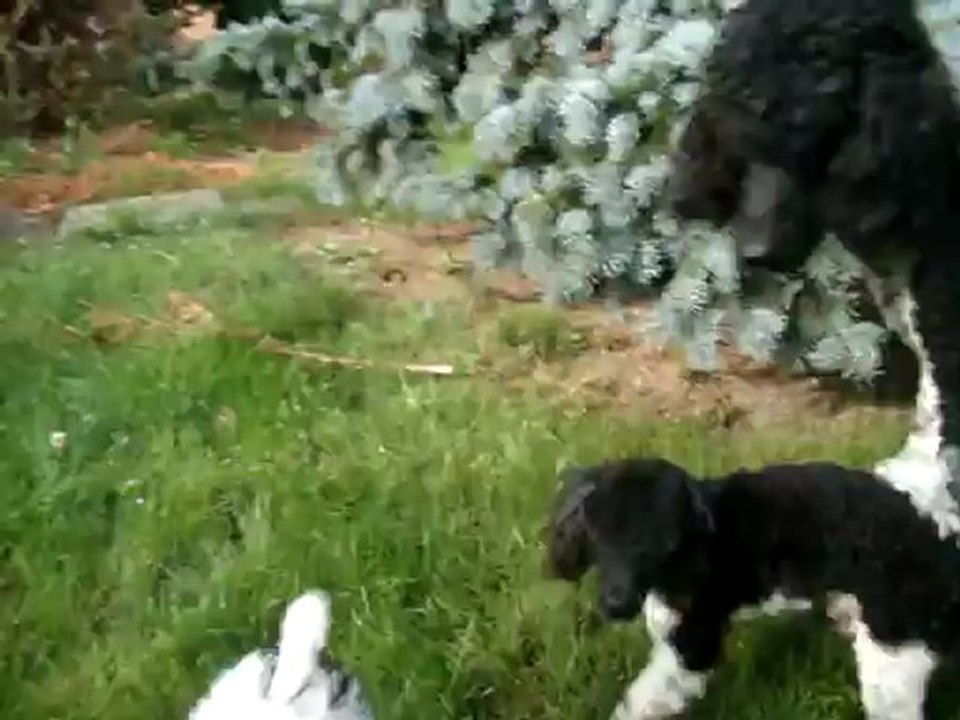 Caniche Bicolore - Rawette à la maison le 22-07-2012