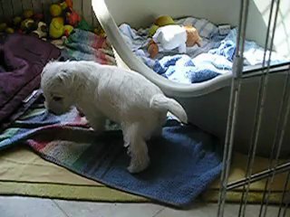 Hoockie prend position pour dormir...22/07/2012