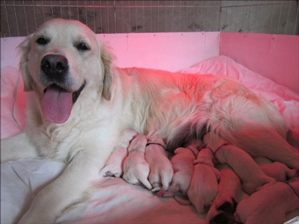 Les Bébés 2012 Des Terres Golden Fjord