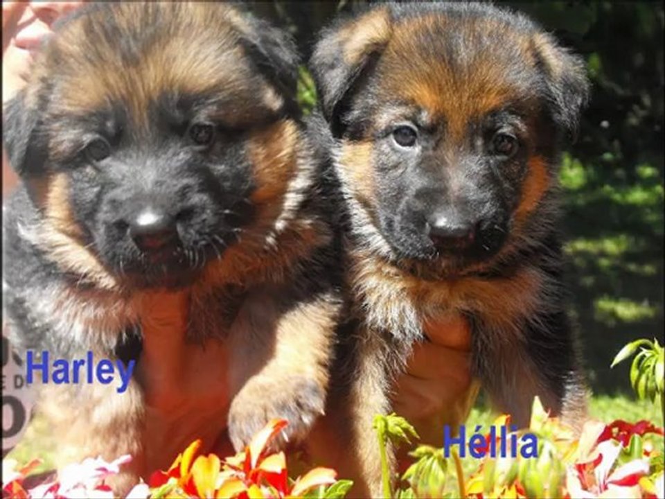 Harley et Héllia
