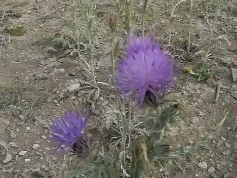 Eskil İlçesi Kaputaş Köyünde Arıcılık 1