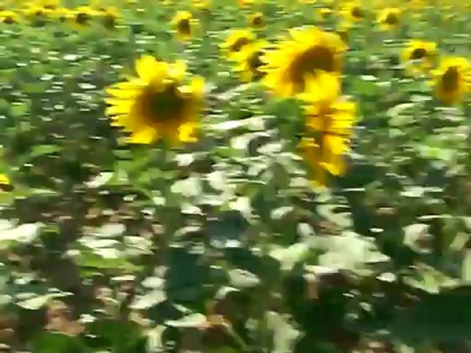 Eskil İlçesi Kaputaş Köyünde Arıcılık  2