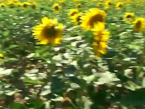 Eskil İlçesi Kaputaş Köyünde Arıcılık 2