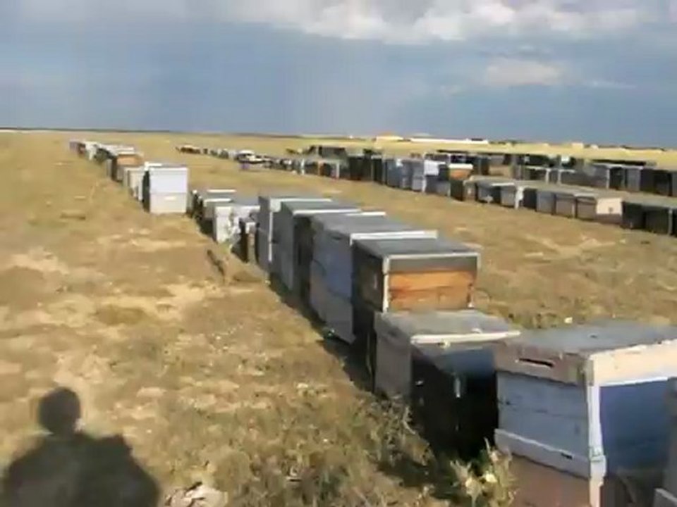 Eskil İlçesi Kaputaş Köyünde Arıcılık  3