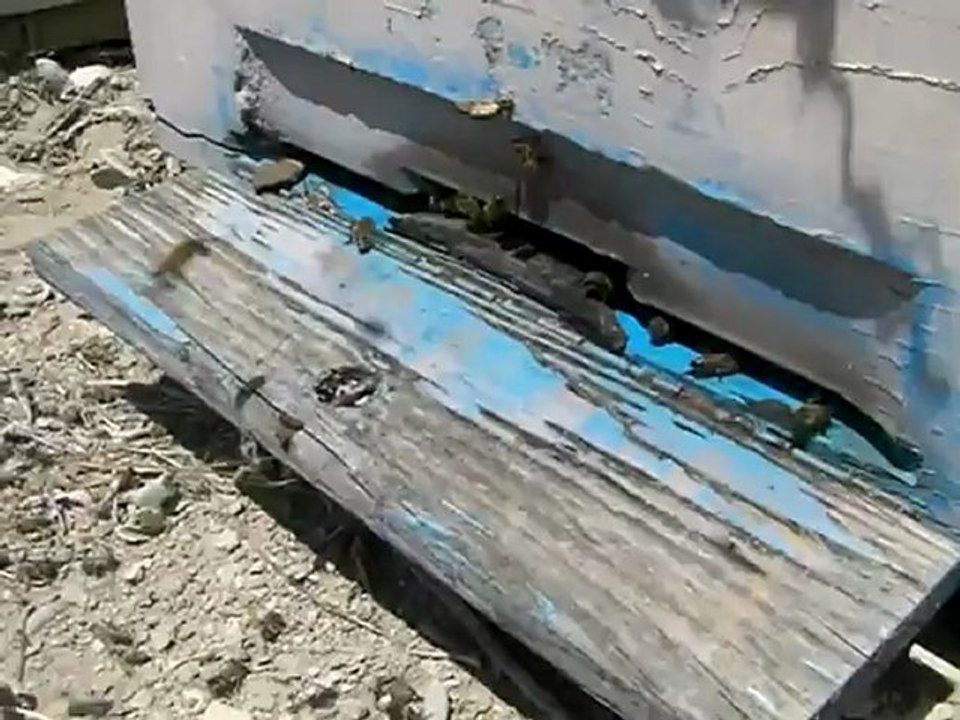 Eskil İlçesi Kaputaş Köyünde Arıcılık  4