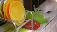 100 chats et une chienne : bouffe pour 15 jours