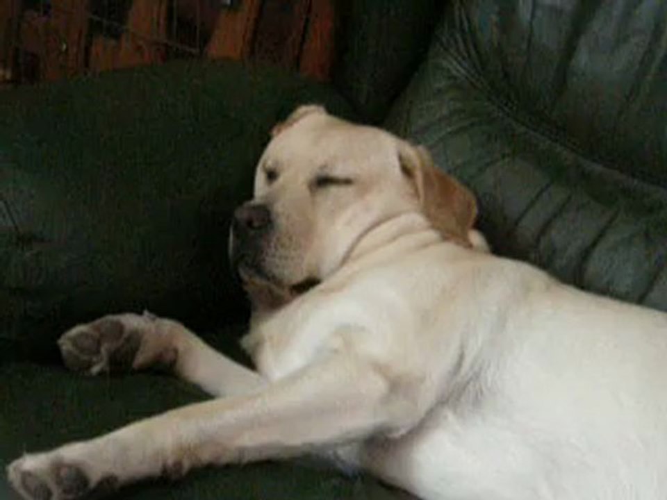 Gipsy (10mois) fait la sieste