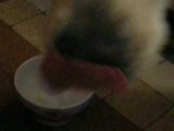 Gipsy (10 mois) qui boit de la soupe