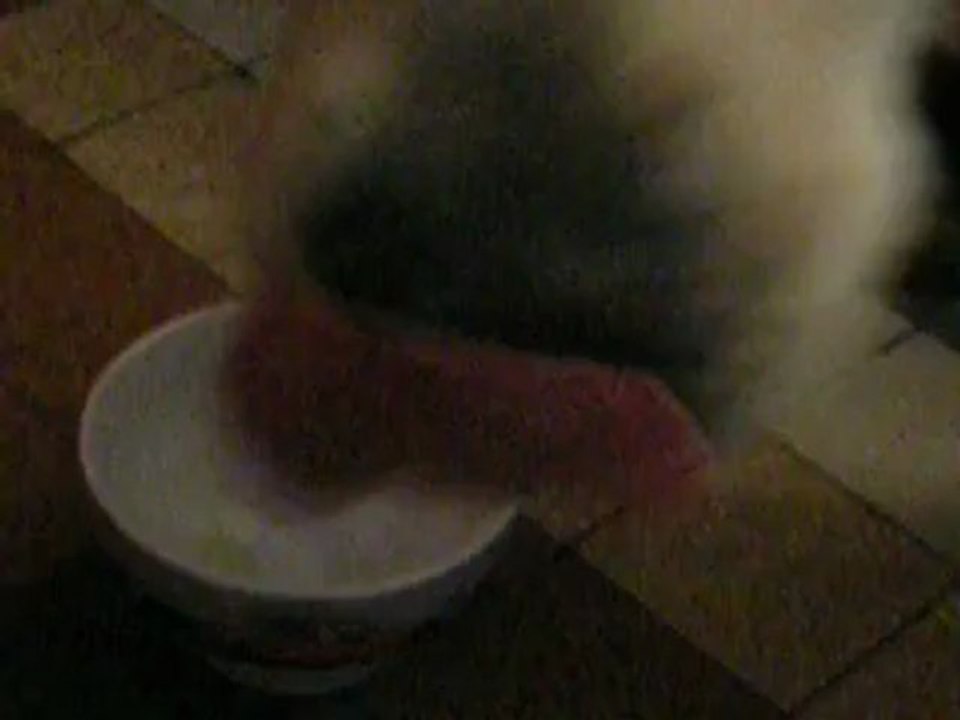 Gipsy (10 mois) qui boit de la soupe