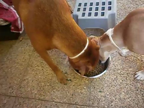 Redden et Eros partageant la gamelle 22/07/2012