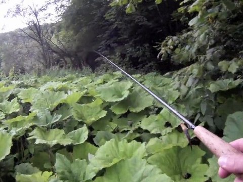 Une truite Arc en ciel devenue grosse et sauvage