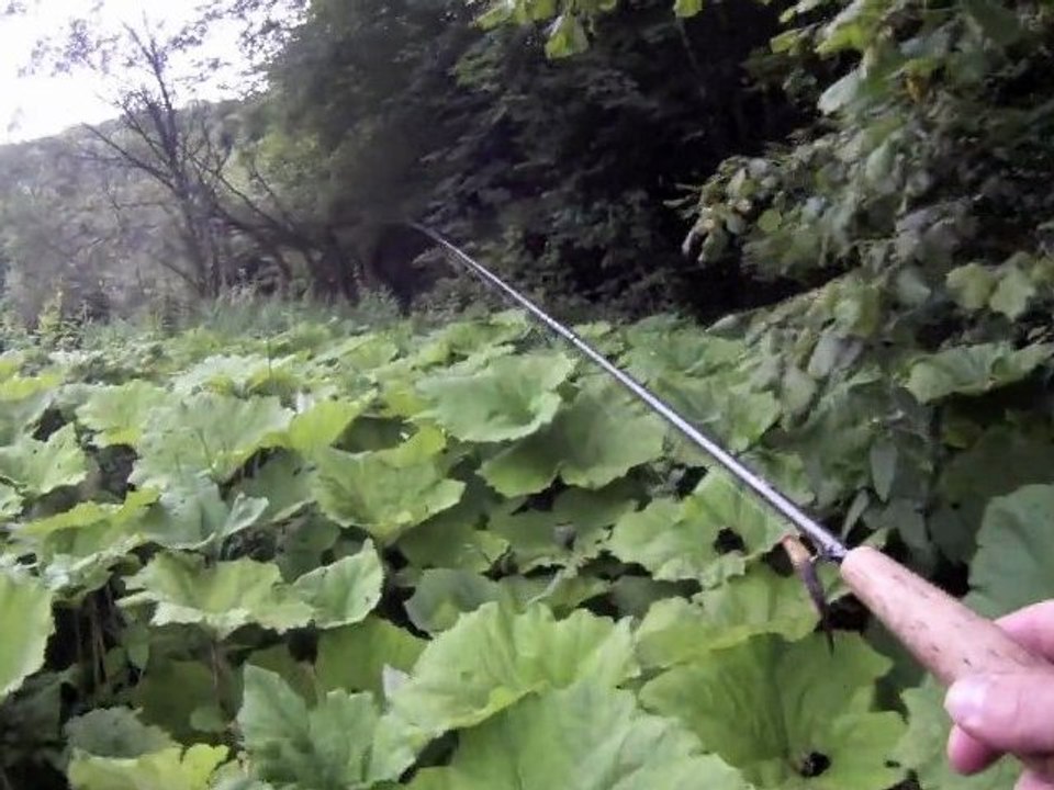 Une truite Arc en ciel devenue grosse et sauvage