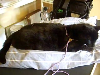 Cat Acupuncture - Feline Acupuncture - AVMC - UK