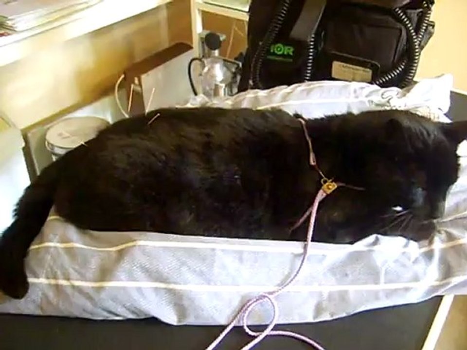 Cat Acupuncture - Feline Acupuncture - AVMC - UK