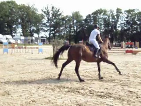 Concours de Sauts d'obstacles au Boulerie Jump: Antoine SF avec UNIQUE en Club 3