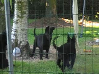 bebes de gotcha et de b-panthere 7 semaines