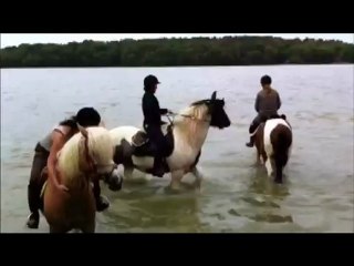 Les loriots les pieds dans l'eau