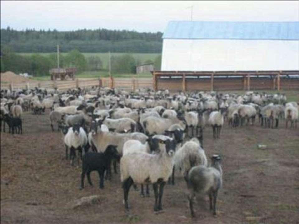 SATILIK ŞAROLE KOYUN, KUZU, KOÇ FİYATLARI HAZER EMLAK TEL: 0546 851 6657