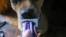 Rocko comiendo