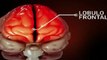 Secretos del lobulo frontal: Facundo Manes