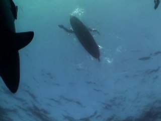 Surfing & Sharks Movie - Trailer