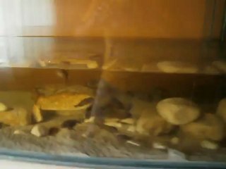 ilangi tank 200*70*70