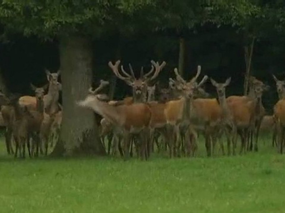 Des rêves de bisons au coeur du Pays de Bray (3/5)