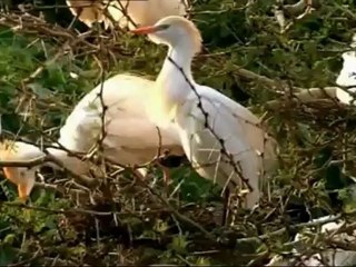 Prehistoric Park Episode 4 Saving The Sabretooth