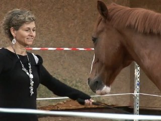 Le "CHE" Cheval, l’Homme et l’Entreprise