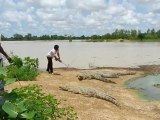 Repas des crocodiles à Bazoule