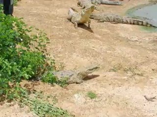 Repas des crocodiles à Bazoule