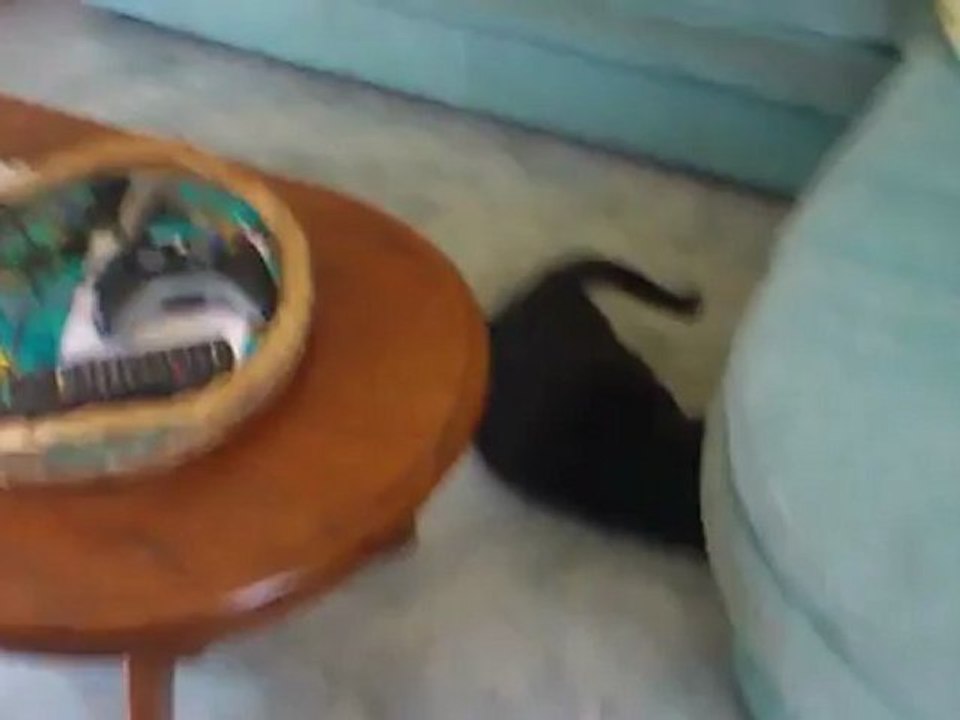 Mon chat et un haricot