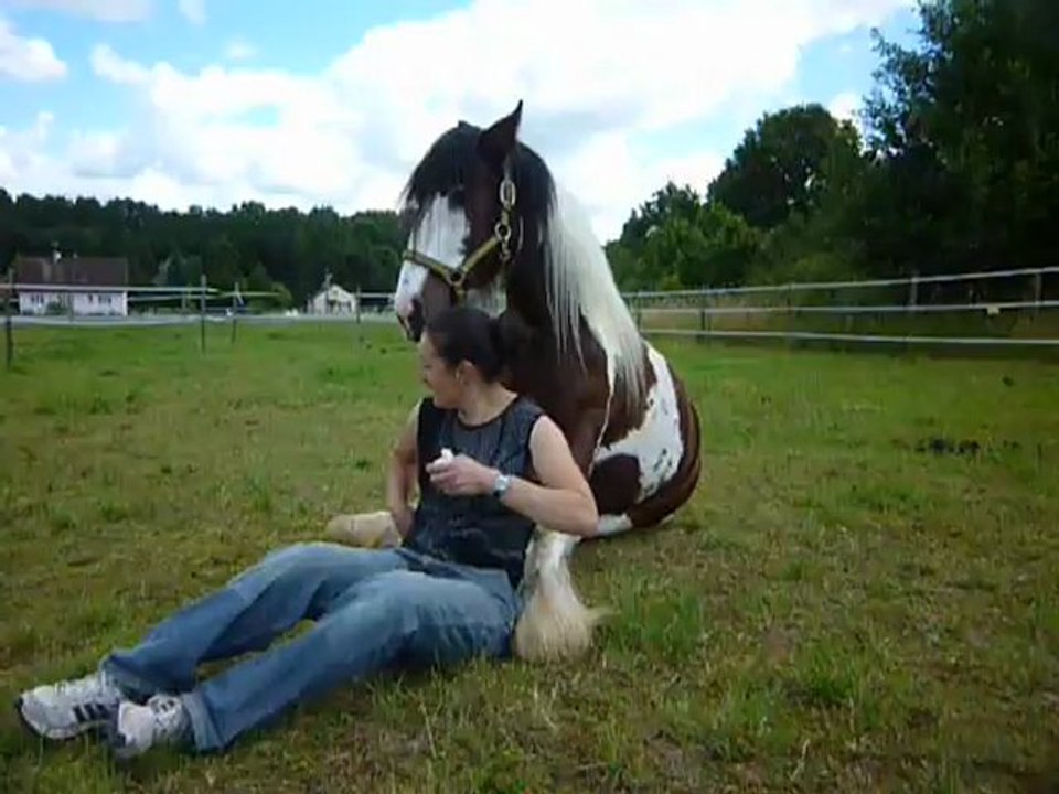 Guizmo "couché", "assis"