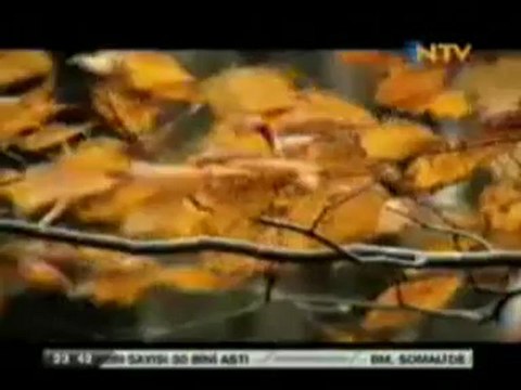 İsmail Olgay - Ben bir küçük sevdalı bir kuştum