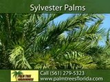 Palm Trees in Jupiter, FL - Call (561) 279-5323