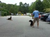 Sampson | Dog Obedience Training with Darwin K9